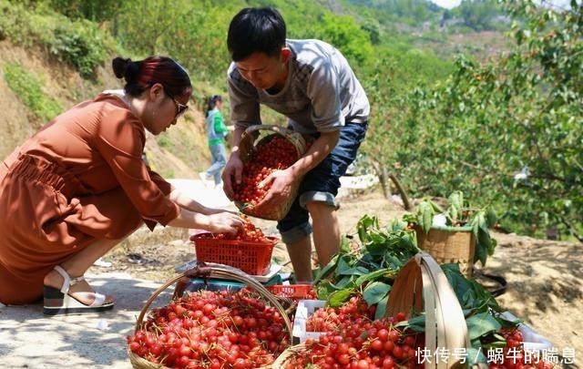  [桃种植基地]贵州黔西：深山樱桃甜