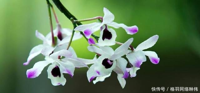 世界最值钱的花一种被称为无价之宝，一种在中国卖出百万高价