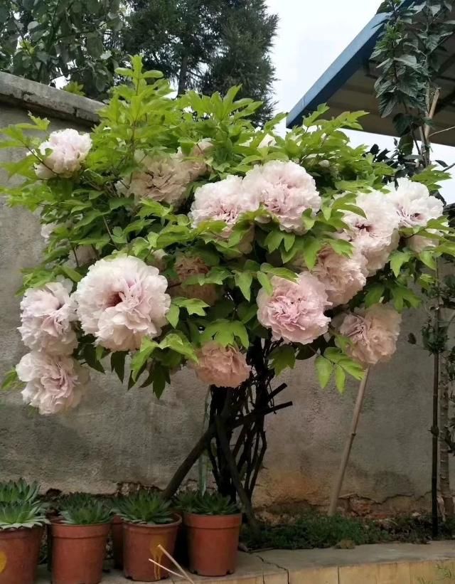  #喜欢牡丹#3米高的牡丹树，开花满院子飘香，太壮观了!