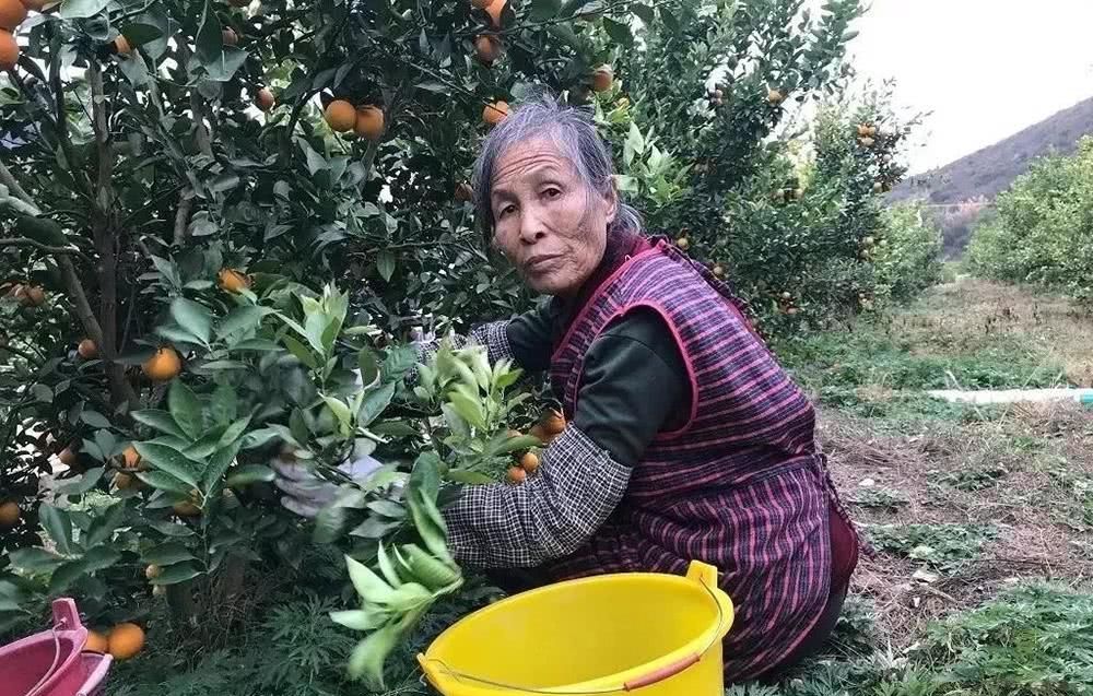  「冻烂」20亩果子即将冻烂，果农心急如焚，只盼年前能卖掉