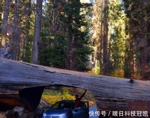  『悲惨』世界上最“悲惨”的树，被掏空修建公路，寿命却只保持了130年