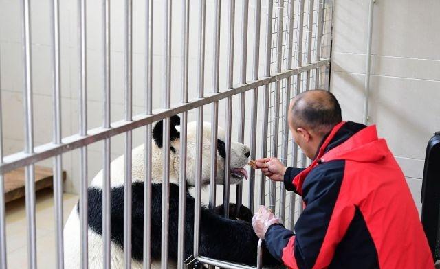 20岁大熊猫“园园”飞往奥地利,连走时饱餐一顿,人们夹道相送