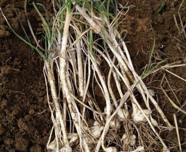  「植物」农地里,1种“小根蒜”并不起眼,有着肥厚的“鳞茎”,却珍贵!