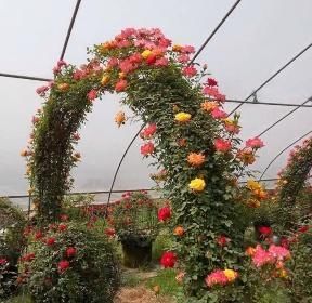 【农家小院】这种花，不用管理栽上就活，一个枝条爬满墙，阳台庭院都能种