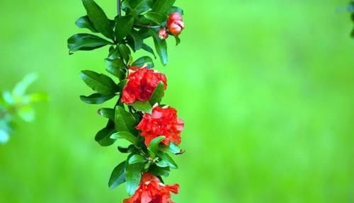 『常见』30种 · 野外常见植物,你叫啥?