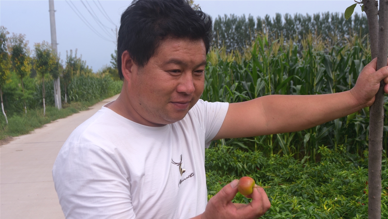 农村人种植漂亮的树，花可观赏，果子可以吃，愁于没有销路