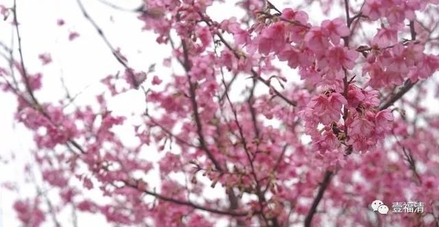福清樱花太美！春节不用去日本在这里就可以看见大片樱花园~