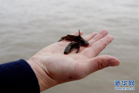  公里@长江口生态修复见成效 水下长出147公里“人工鱼礁”