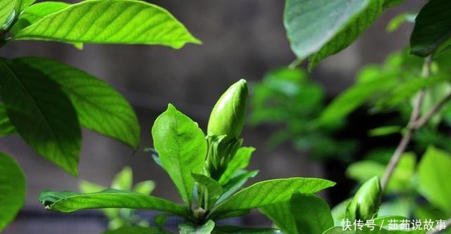  [黄叶]栀子花黄叶是怎么回事！