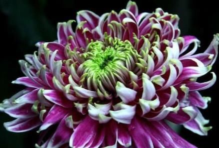  养花■新手养花，不如养盆花中精品“红衣绿裳”，花开艳丽，开花爆盆