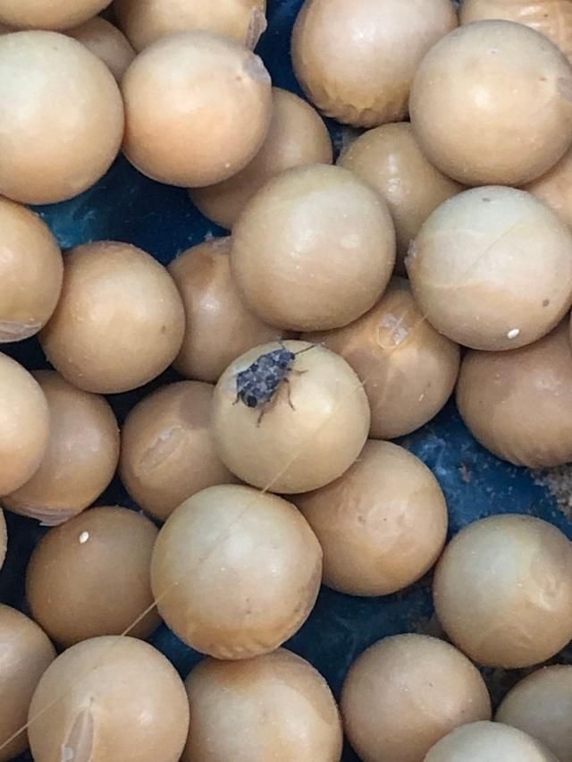  【检疫】豆类“杀手”！广州海关中途监管渠道首次截获四纹豆象活虫