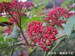  【花椒】乡下山里如今价值200一斤，这种野果子农民叫“米辣子”