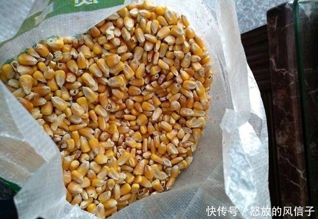 『适合』玉米这样泡最适合在水库钓鱼啦!半个小时喜获斤鲫和鲤鱼!
