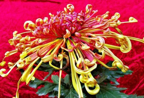  「喜欢」喜欢菊花，就养盆“菊中珍品”?开龙夕宮，似飘舞贯珠，端庄优雅