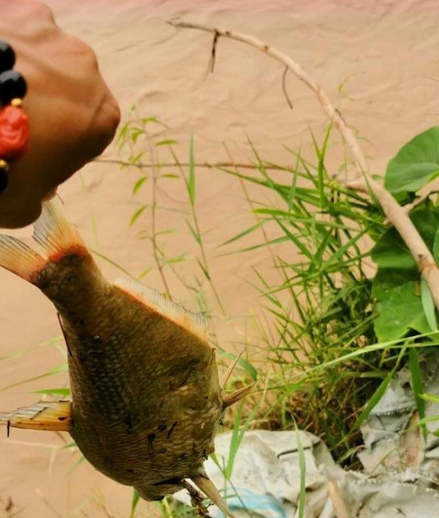 黄河水量创新高，钓友和农民却犯愁！不能钓鱼，也无法浇地