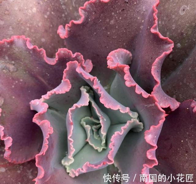  『女王』6年的女王花笠，长成“大波浪”，老桩拇指粗，成了镇宅宝贝