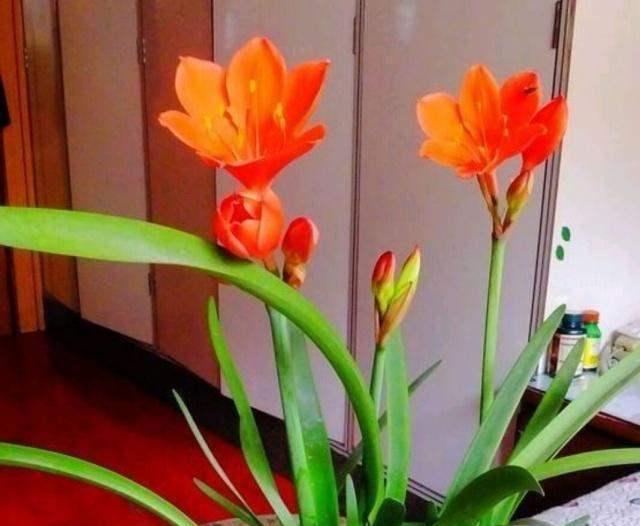 『虎皮兰』养这10种花,再喜欢也别多浇水,少浇水,不管它,反而花更多