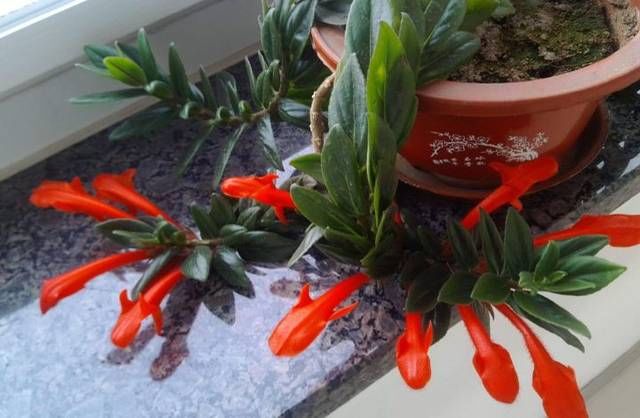 「要及时」花开似金鱼,这样养护让你花开如“鱼塘”