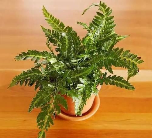  [植物]12种能养玻璃瓶中的植物，喜欢纯粹的绿植