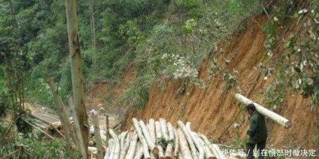 在农村，私自砍树来卖算违法，砍树盖房子却不算，这是为什么