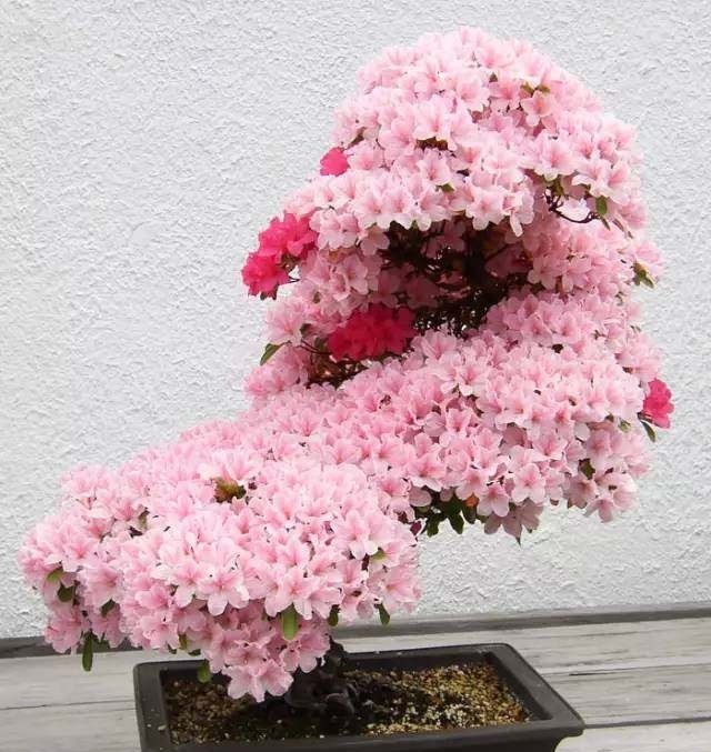  「山水盆景」世界上最美的34个盆景，第1个就美的受不了！