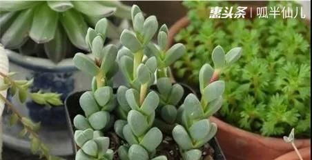  #上名#傻傻分不清的多肉，就看它这儿，一眼就能叫上名！