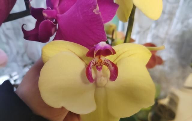  「花期」蝴蝶兰这样浇水,花期开完还能开,轻松爆盆,再也不用怕烂根黄叶