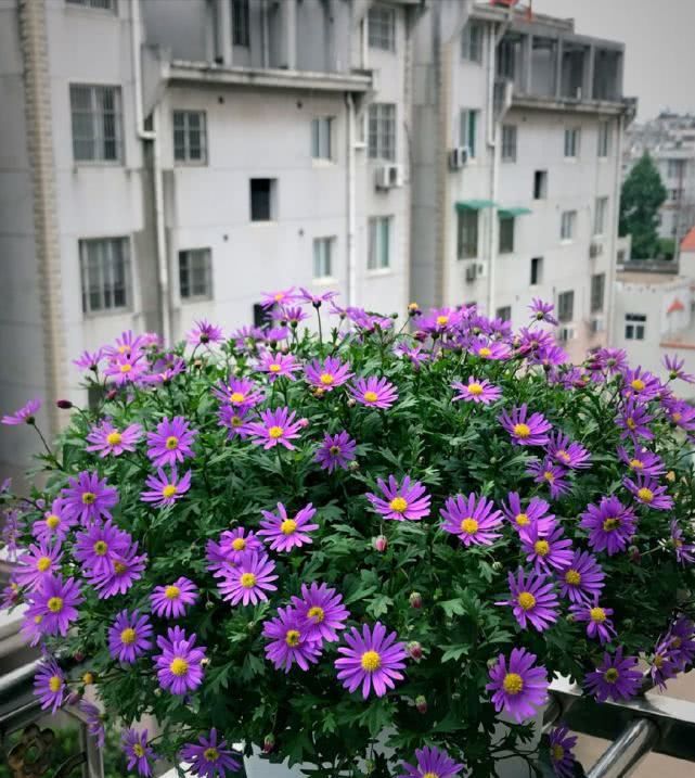 『开花爆盆』此盆栽花号称“开花机器”,四季花开不停,爆盆容易还很好养