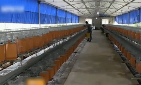  【小伙】农村小伙投资3万养獭兔 一年纯收入40万 三年身价上亿