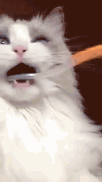 为什么新垣结衣们笑起来那么好看?