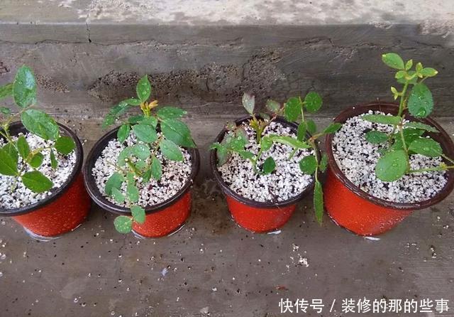  『执着的花盲』养花技巧：这5种花现在扦插，下个月就开花，千万别错过时机！