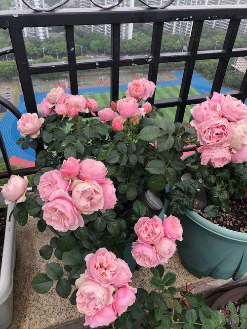 『栽培』花期最长的盆栽,全年开花不停,花色美丽,栽培容易,室内也能种