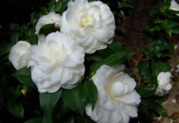 此花是世界名花,漂亮不输牡丹,养护容易,年年开花,南北都能种