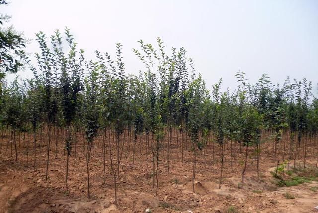  「种植的苗木」村民跟风种植苗木，种植多年卖不掉，还不如种庄稼，这是为啥呢