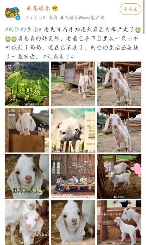  『样子』《向往的生活》先导片，大家还是原来的样子，唯有天霸走了