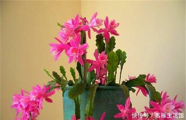『养花』新手养花,不如养盆花中精品“令箭荷花”,似孔雀开屏,娇艳似火