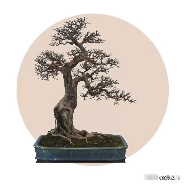  「成寸」盆景百态，缩地成寸