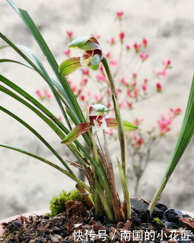  【阳光照射】兰花种植不服盆？原因就是这4条，实用技巧告诉你