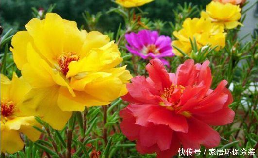  『爆成』4月就养这5款花卉，花大色艳，开花爆成花海，美观大气惹人爱