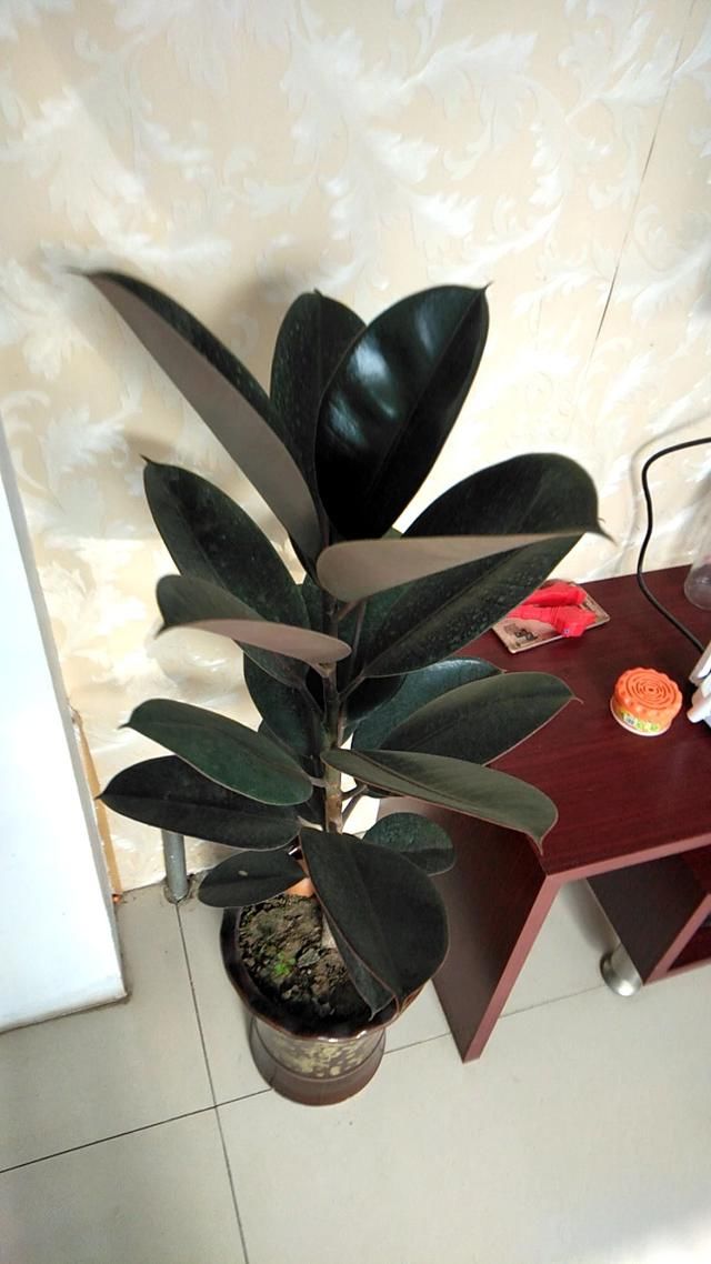  #值钱#再穷也要养盆橡皮树，养得时间久了，就越值钱