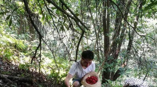 山上这种水果非常的娇气，不能掉在地上，掉地上就不能捡起吃了！