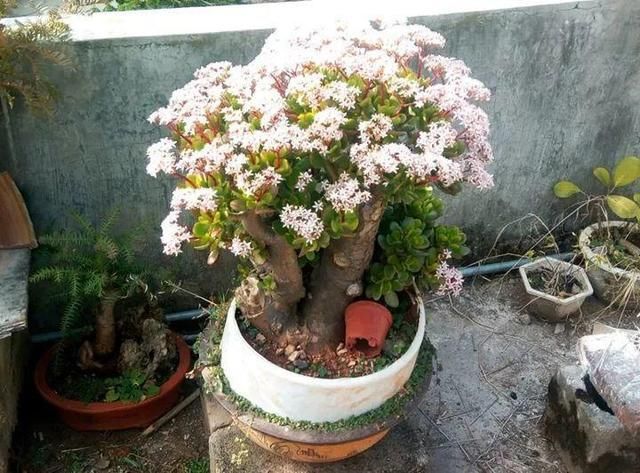  人都喜欢■养花高手，能把普通的植物“养开花”，比如虎皮兰、富贵竹、玉树