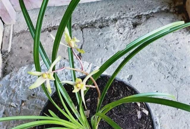 肥壮|它们是“天然”的有机肥,平时别扔了,用来养兰花,越长越肥壮!