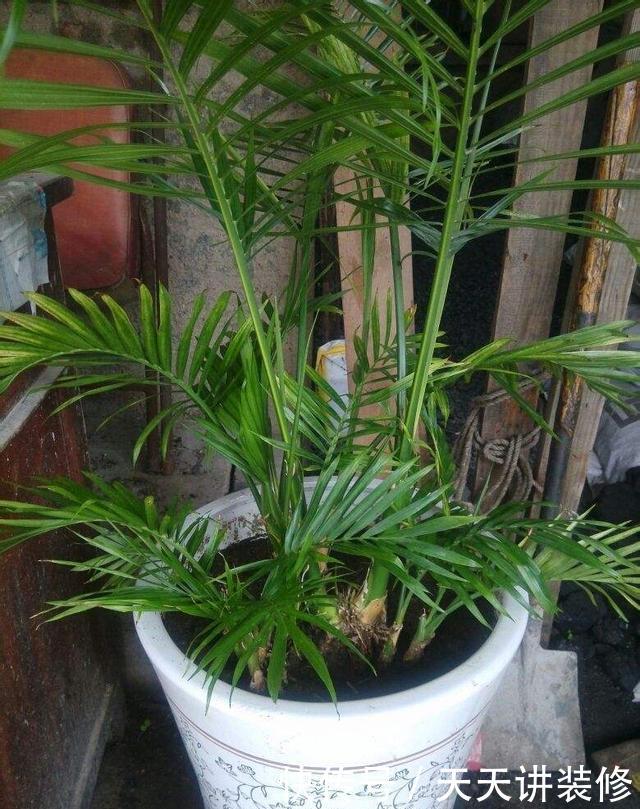  想到的植物@亲朋好友搬家顺手送几盆花，不俗气很用心，成本低性价比高