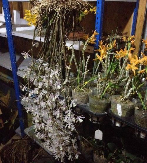 「专属」父亲专属特有之花,石斛花,父亲节送父亲的专属花