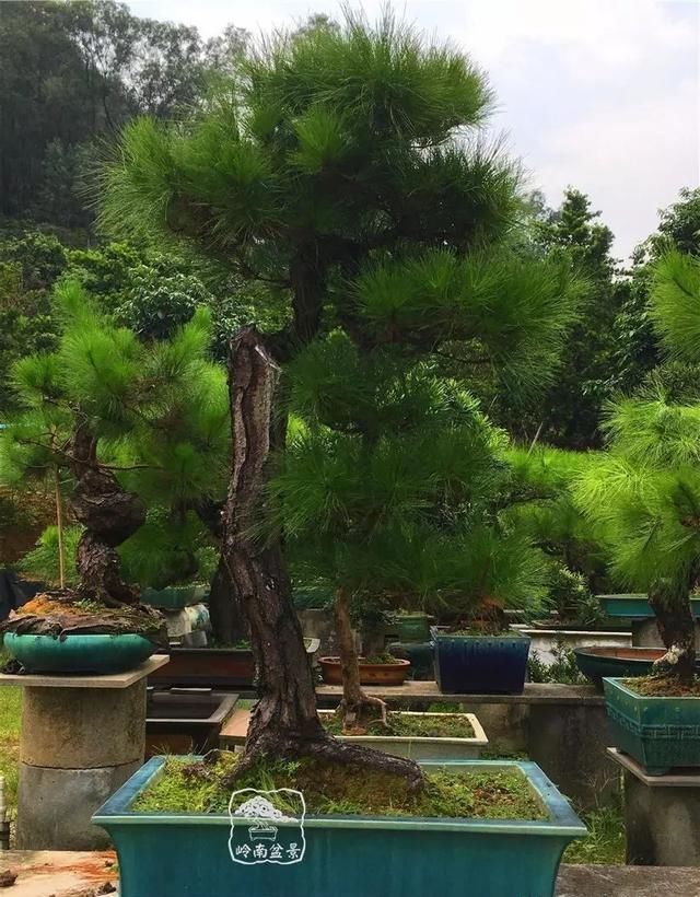 盆景大师都爱玩，山松会否成为下一个热点？