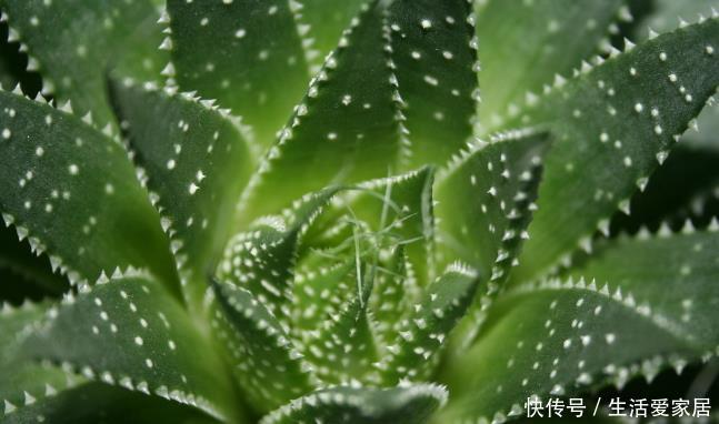 「家里」这几个养护技巧,让家里的芦荟叶片肥厚,别放在卫生间