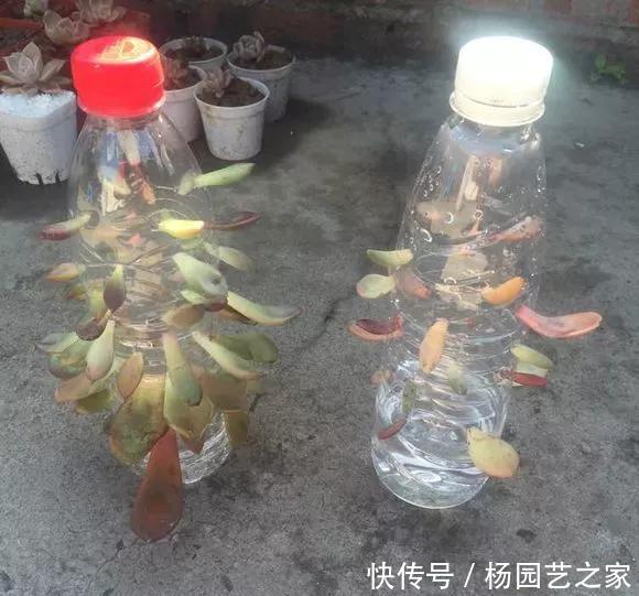  扦插：养花技巧：不到3分钟，塑料瓶做成扦插神器，7天长出大白根！