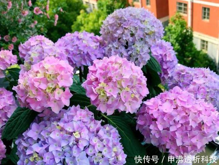  『养眼』“4种花”好养眼，开花一片，花团紧簇，养在家里人人羡慕！