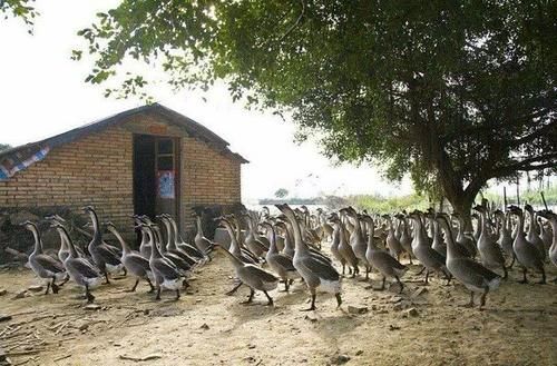  排污|好消息！农村3种养殖场将被严查，农民担心的污染问题，有